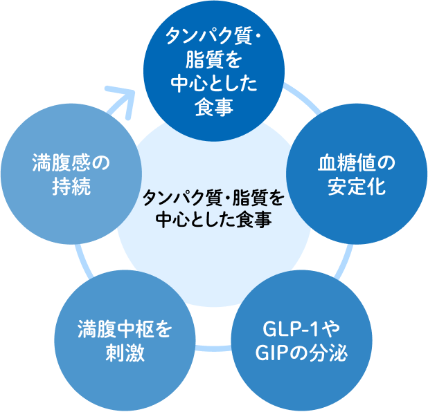 タンパク質・脂質を中心とした食事サイクル
